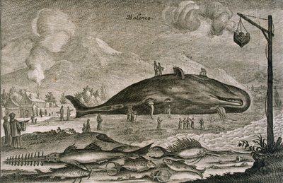 Een Gestrande Potvis met een Verscheidenheid aan Andere Vissen uit Chinese Wateren, 1665 door Johannes Nieuhoff